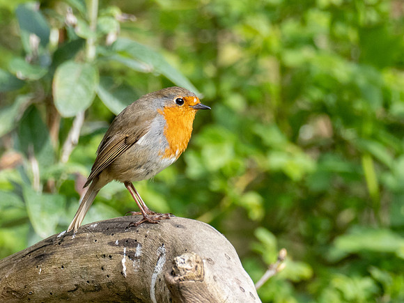 Robin