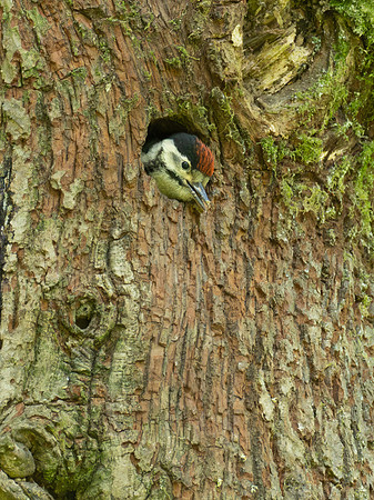 Juvenile Great Spotted Woodpecker