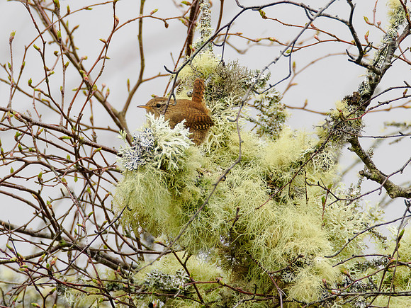 Cosy Wren