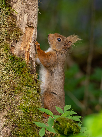 Red Squirrel 3
