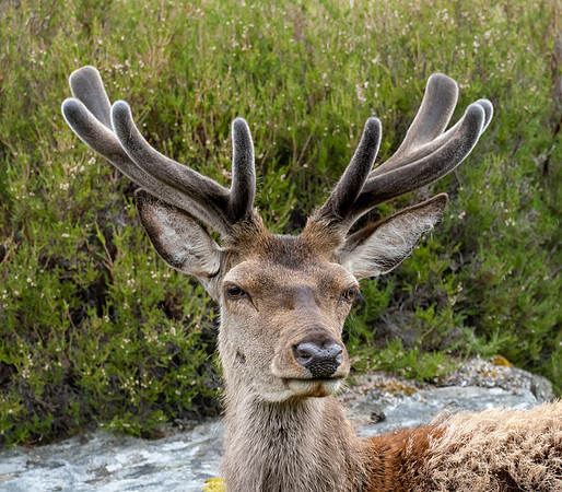 Portrait of a Stag in Velvet