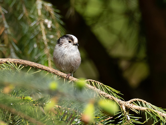 Long tailed Tit