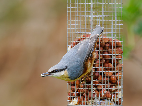 Bandit Robbing the Feeder