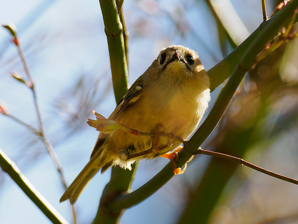 Goldcrest (Regulus regulus)