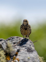 Rock Pipit?