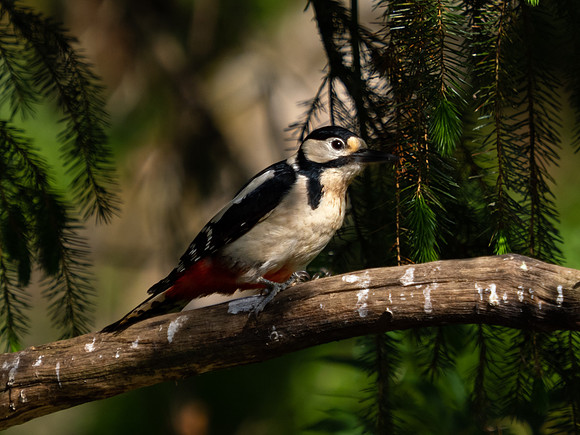 Great spotted Woodpecker