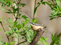 Nuthatch 4