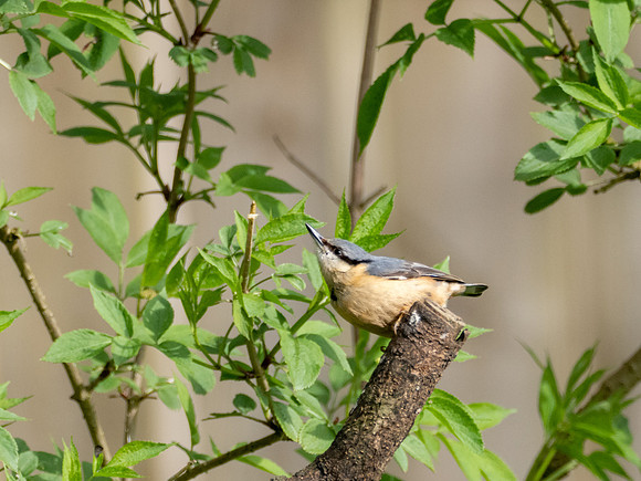 Nuthatch 4