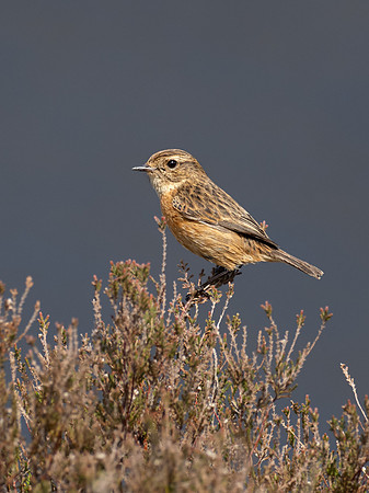 Stonechat