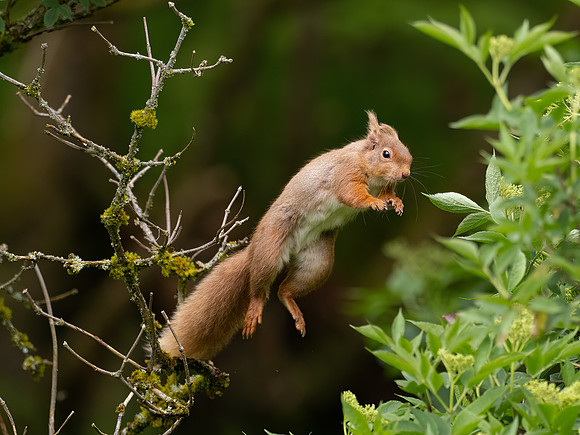 Red Squirrel in Flight 1