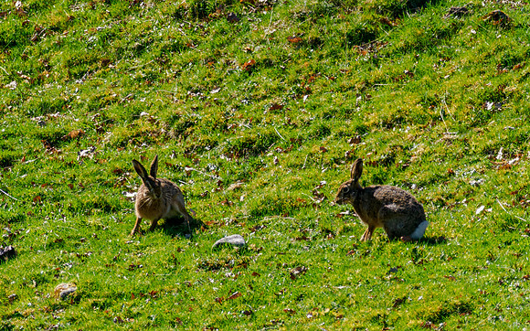 Brown Hare
