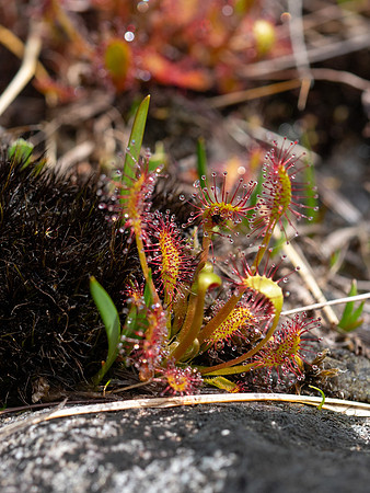 Round-leaved Sundew (Drosera Rotundifolia)