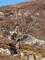 Buzzard