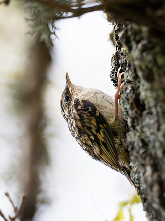 Treecreeper Fledgling