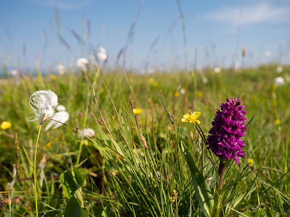 Portmahomack Coastal Meadow