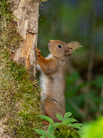 Red Squirrel 2