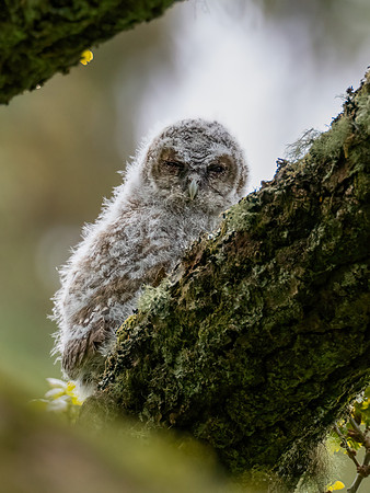 Tawny Owlet 2