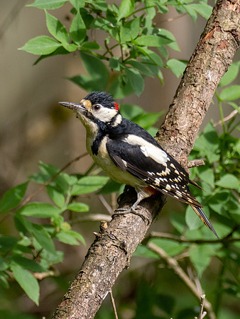 Great spotted Woodpecker
