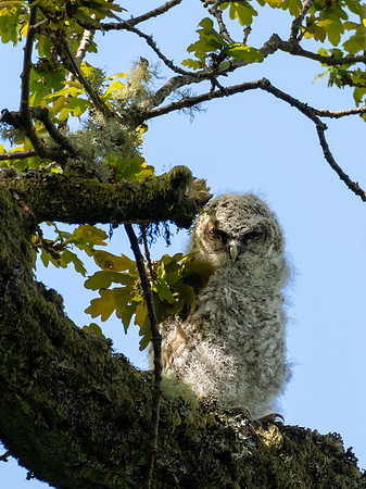 Tawny Owlet 5