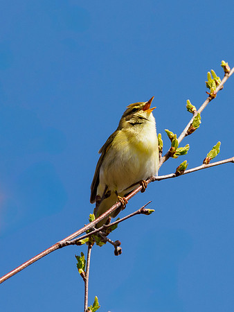 Willow Warbler (Phylloscopus trochilus)