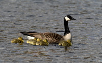Canada Geese Family Photo