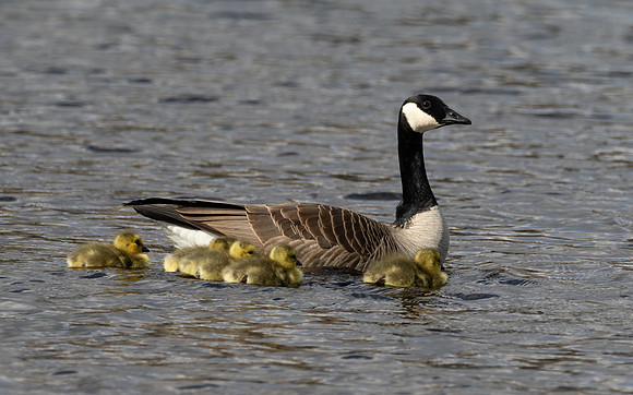 Canada Geese Family Photo