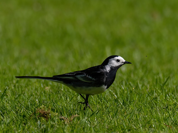 Pied Wagtail (and Fly)