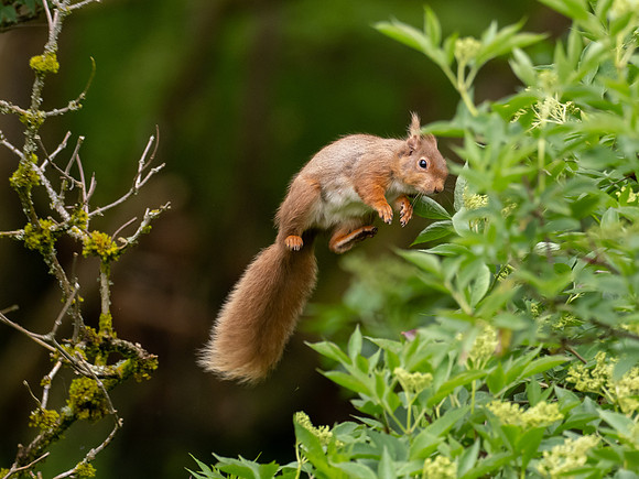 Red Squirrel in Flight 2