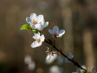 Blossom