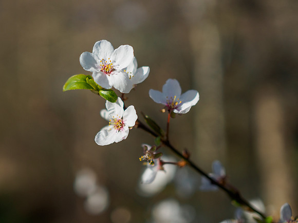 Blossom