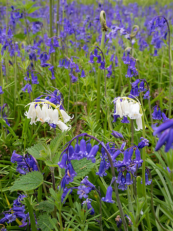 White Bluebells (Hyacinthoides non-scripta)
