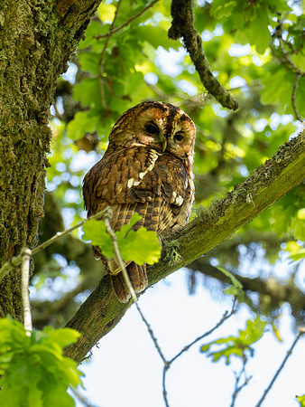 Tawny Owl