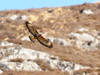 Common Buzzard (Buteo buteo)