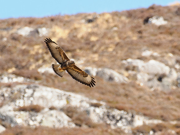 Common Buzzard (Buteo buteo)