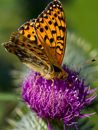 Dark Green Fritillary (Speyeria aglaja)