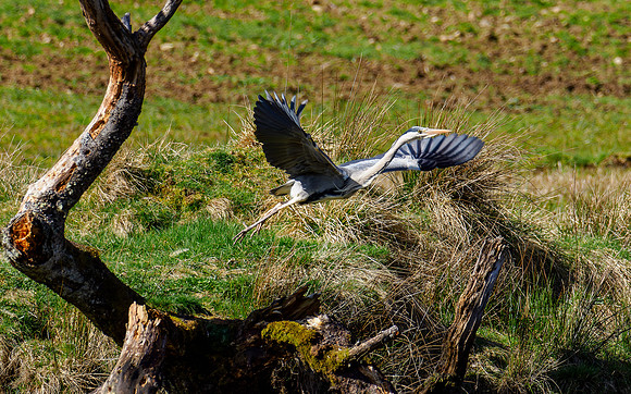 Grey Heron