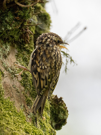 Juvenile Treecreeper
