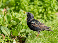 Starling
