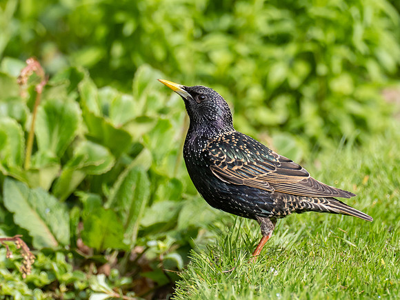 Starling