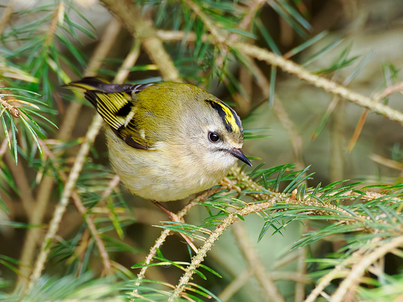 Goldcrest (Regulus regulus)