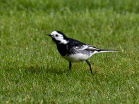 Pied Wagtail