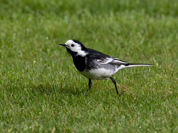 Pied Wagtail