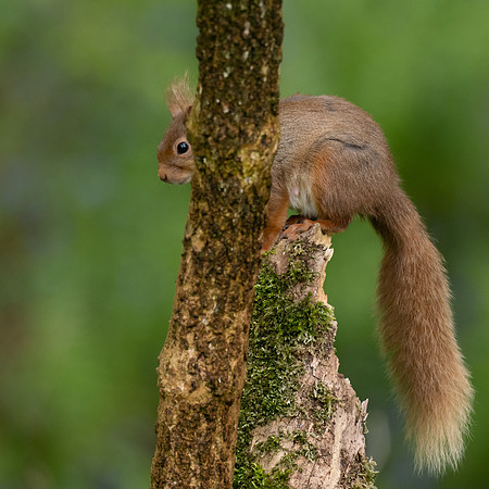 Red Squirrel 4