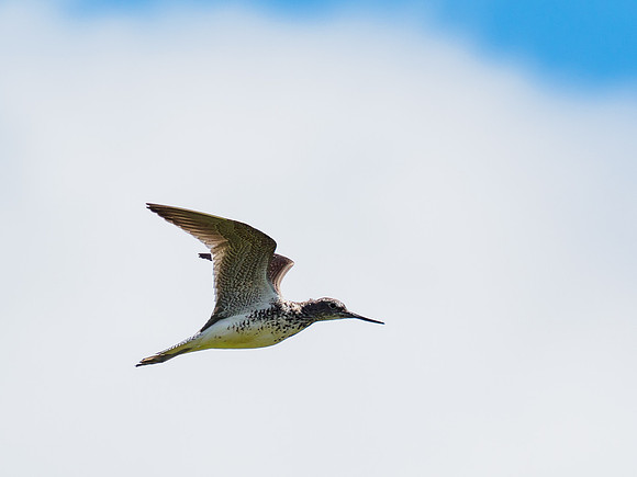 Greenshank (Tringa nebularia)