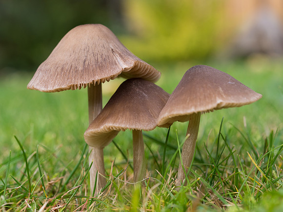 Garden Close-up