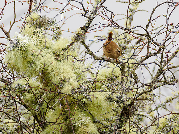 Cosy Wren