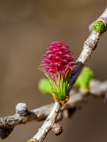 Larch Flower
