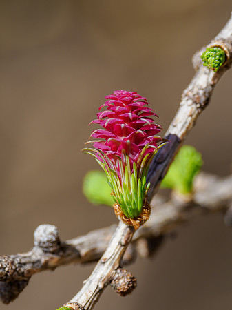 Larch Flower