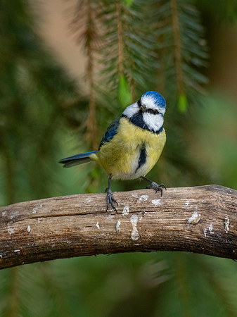 Blue Tit