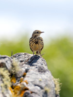 Rock Pipit?